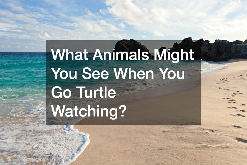 What Animals Might You See When You Go Turtle Watching?