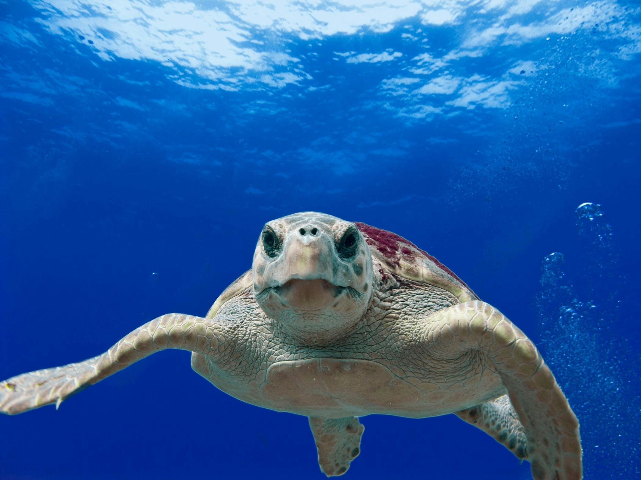 turtle underwater